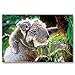 BABY ANIMALS postcard set of 20 postcards. Animal babies post card variety pack. Made in USA.