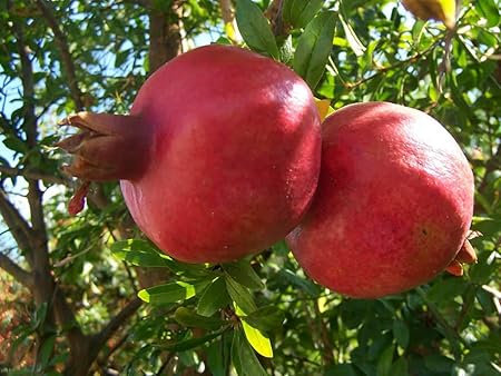 M-Tech Gardens Rare Giant Pomegranate Fruit Live Seedling Plant