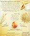 Better Oats, Oat Revolution Oatmeal, Peaches and Cream, 12.3 Ounce (Pack of 2)
