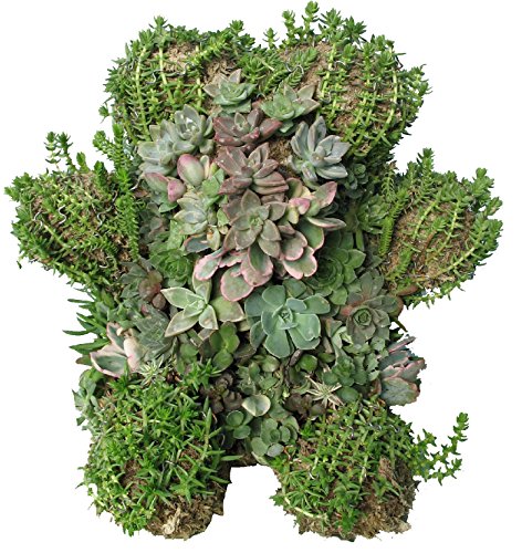 Bear - Green Moss Topiary - 12"