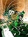 Green Arrow/Black Canary: Enemies List