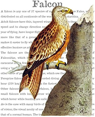 8x10 Fine Art Print of a Perched Falcon Giclee Print on Encyclopedic Text Artwork 8x10
