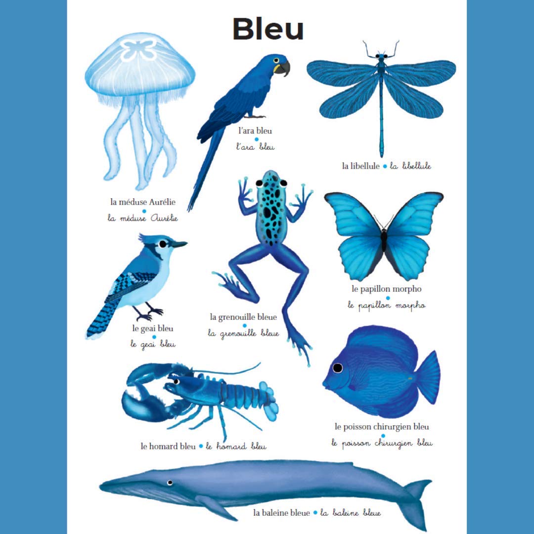 La  couleur des animaux