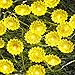 Impress Life Sunflower String Lights with Remote and Battery,Spring Decor 10ft 40LEDs Helianthus Fairy Lights for Garden Patio Balcony Gazebo