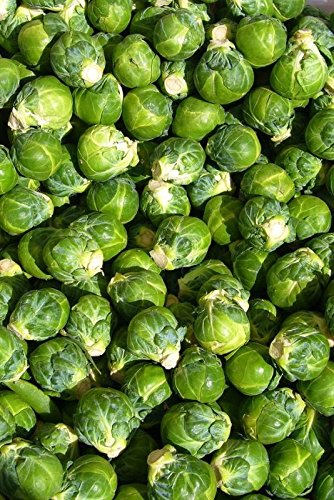 Jade Cross Hybrid Brussels Sprout Seeds - High Yield, Early Maturing, Deep Green Sprouts, 25 Seeds