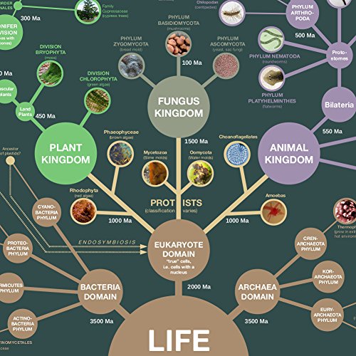 Evolution & Classification of Life Poster 24x36"