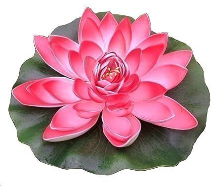 Amazon.de paradieseinkauf Wasserlilie Schwimmend Lotusblüte Lotusblume