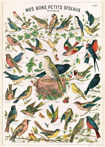 Cavallini Decorative Paper- Bird Chart 20x28 Inch Sheet
