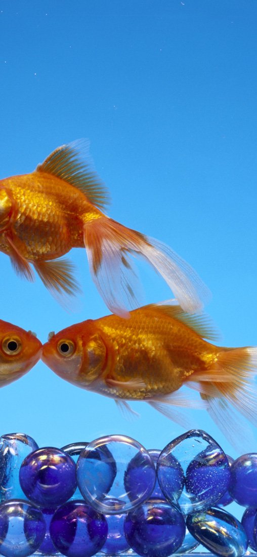 PeelitStickit Underwater, Undersea Wall Murals, ID-165, vinyl