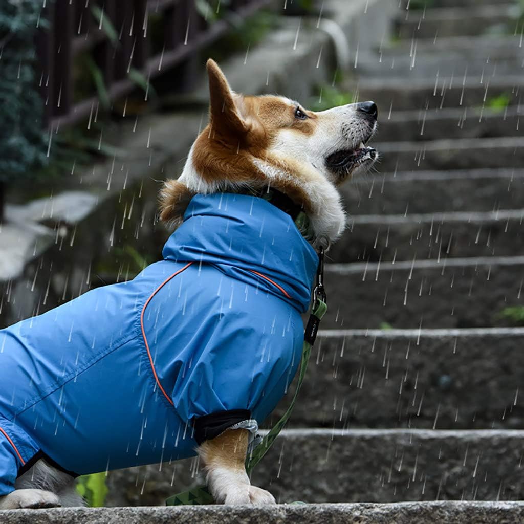 corgi medium sized dog