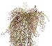 Meiliy 31.5'' Artificial Fake Hanging Vine String Plant for Home Garden Wall Decoration, Purple