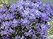 Blue Baron Rhododendron - Very Hardy - Spectacular - 4