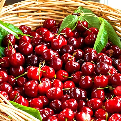 10 Varieta 542 Pezzi Semi Di Frutta Mista Dolce Succoso Nutriente Semi Di Albero Di Pitaya Delluva Del Limone Della Fragola Per La Semina Del Giardino Che Raccoglie I Frutti Freschi Utensili