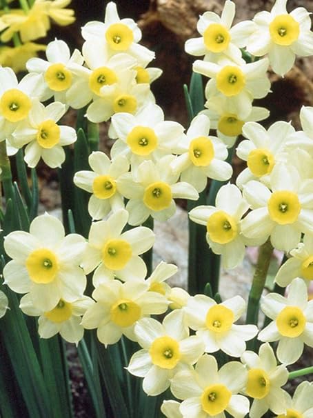 Tazetta Narciso Minnow Bulbs Multipli Fiori Bianchi E Gialli Per Stelo Prodotto Da Achmadanam 10 Amazon It Giardino E Giardinaggio