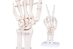 LVCHEN Human Skeleton Hand Model - Life Size Anatomical Finger Bone Model with Articulated Flexible Joints Shows Wrist Ulna Radius for Medical Demonstration Study Education & Display Base