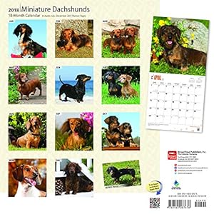 Miniature Dachshunds 2018 12 x 12 Inch Monthly Square Wall Calendar, Animals Small Dog Breeds