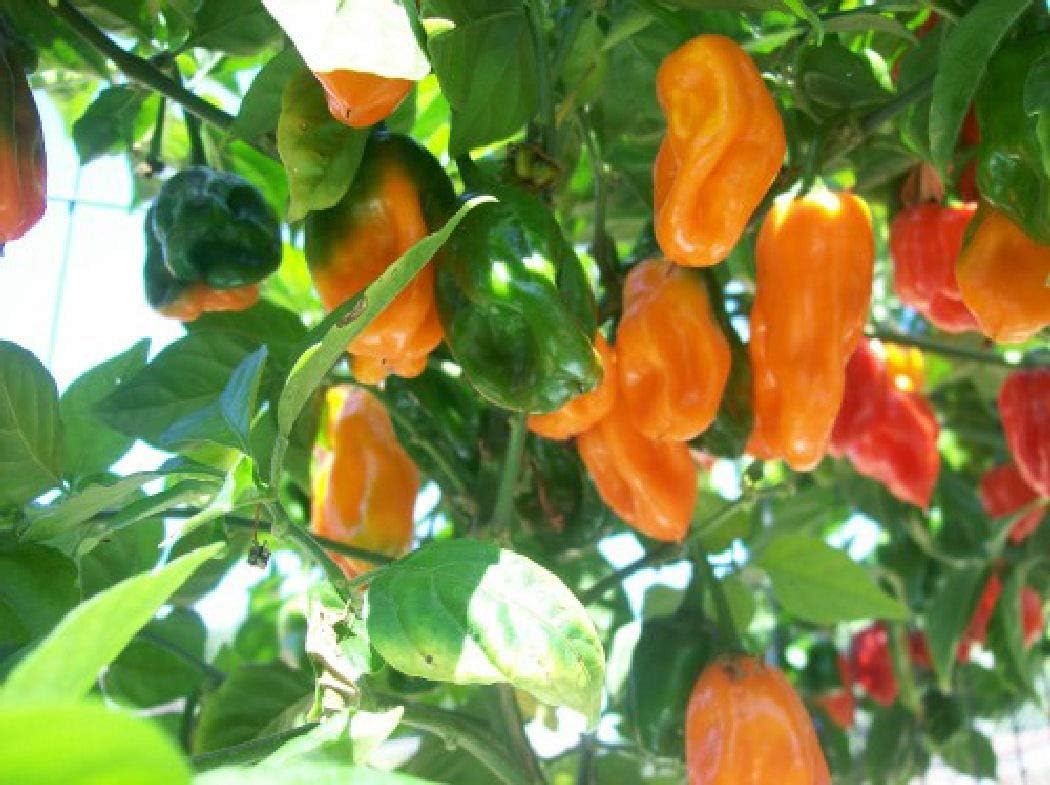 Viridis Hortus - 100 x Habanero Caribbean Orange Chilli Pepper - Vegetable/Fruit Seeds
