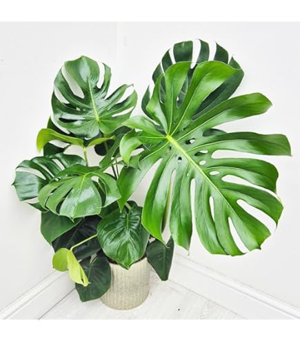 葉 Monstera LEAFJOY Mysteria Monstera Swiss Cheese Plant in 5 in. White