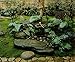Japanese Garden Design
