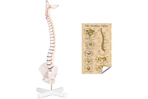 LYOU Flexible Spine Model, 34'' Life Size Spine Anatomical Model with Vertebrae, Nerves, Arteries, Lumbar Column and Male Pelvis, Colorful Poster Include