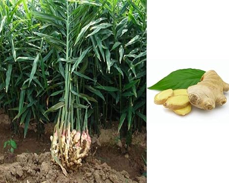 Agrobits Semi Di Zenzero Curcuma Semi Di Verdure Perenni In Vaso Bonsai Piantare I Semi 100x Amazon It Giardino E Giardinaggio