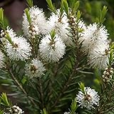 Australian Tea Tree Seeds