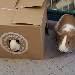 cardboard guinea pig house