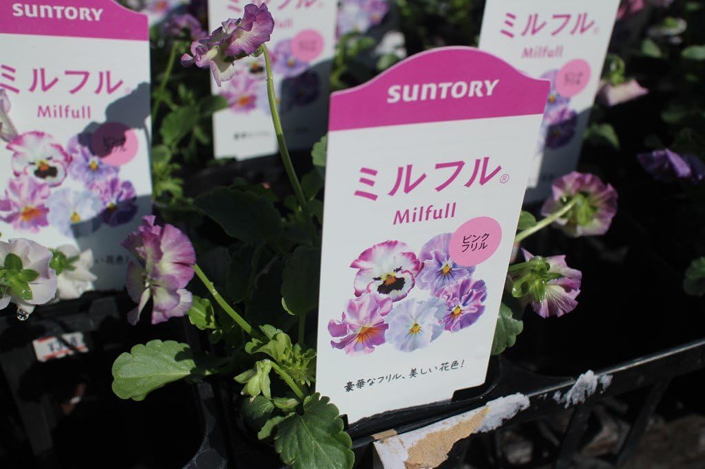 Amazon 花苗 まとめ買い サントリーフラワーズ ミルフル ピンクフリル 4ポットセット 3.5寸苗 送料込