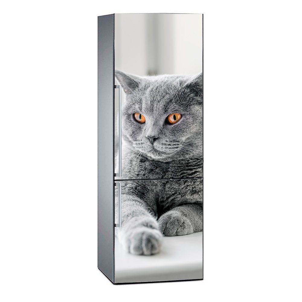 Fridge Vinyl British Shorthair Several Measures Elegant Design