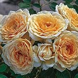 Edith's Darling Rose Bush - Downton Abbey Series - Fragrant Apricot Yellow Flowers Grown Organic Potted - Stargazer Perennials