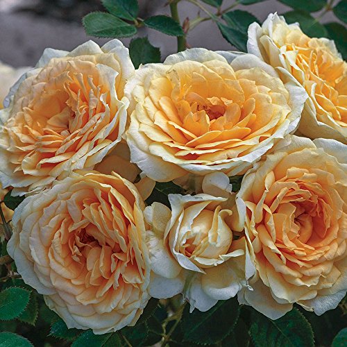 Edith's Darling Rose Bush - Downton Abbey Series - Fragrant Apricot Yellow Flowers Grown Organic Potted - Stargazer Perennials