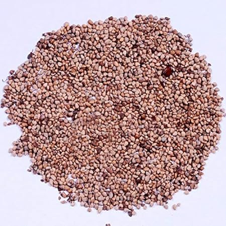 RK Seeds- Fruit Seeds -Guava seeds- Amrut Seeds - (Psidium guajava Seeds), Organic guava seed, guava seeds Pack of 50 g