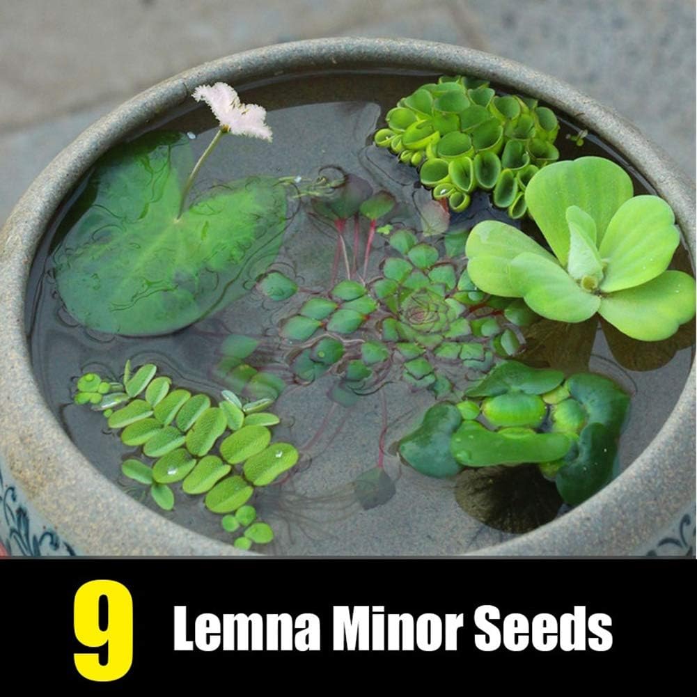 QuyWin 600Pcs Quality Seeds for Home Garden Plant Seeds Water Hyacinth Pistia Hottonia Ludwigia Pond Decor Aquatic Plant Seeds A