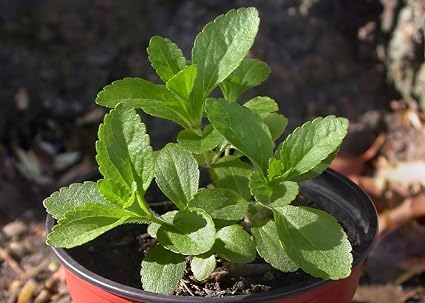 SAFLAX - Hierba dulce - 100 semillas - Stevia rebaudiana: Amazon ...