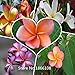 2015 100PCS/BAG Plumeria ( Frangipani, Hawaiian Lei Flower ) Seeds, Rare Exotic Flower Seeds Bonsai Plant