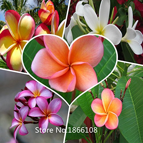 2015 100PCS/BAG Plumeria ( Frangipani, Hawaiian Lei Flower ) Seeds, Rare Exotic Flower Seeds Bonsai Plant