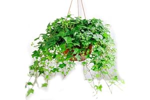 VAACNEE 50 Wonderful English Ivy Seeds Hedera Helix Seeds Garden Vine Plant