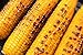 Camerons Corn Grilling Basket - Non-Stick Corn Griller with 9