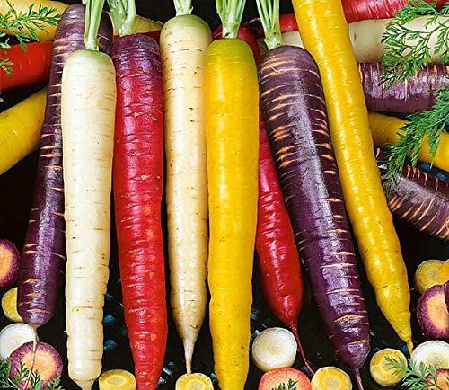 YakovSeeds 550+ ORGANICALLY GROWN Rainbow Blend Carrot Seeds Heirloom NON-GMO, Daucus carota var. sativus, Colorful, Healthy, Sweet and Juicy, From USA.