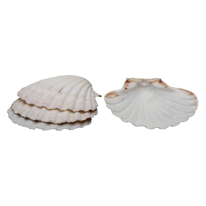 HIC Harold Import Co. 45679 HIC Harold Import Company Baking Shells (Set of 8), 4, Natural Seashell