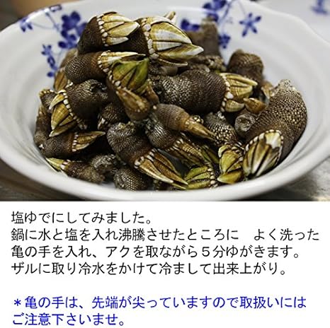 Amazon 亀の手 生 亀の手 1ｋｇ 亀の手 鮮魚 通販
