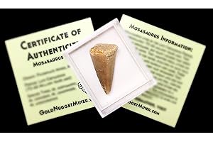 GOLDNUGGETMINER Mosasaurus Tooth Fossil in Display Box - Genuine with Certificate of Authenticity!