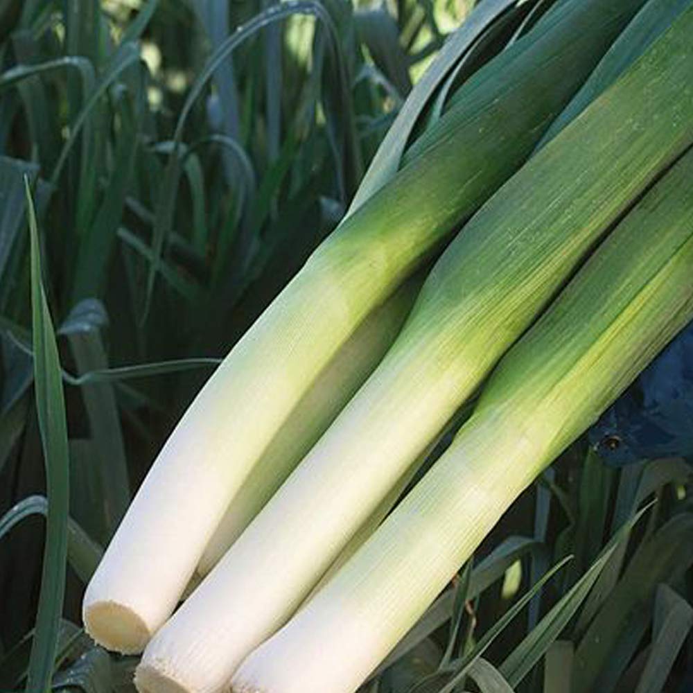 Leek Seeds, Grow Your Own Vegetables, Reliable and Easy to Grow, Autumn Cropping, Kitchen Gardens & Allotments, 1 x Packet Leek Mercurian Seeds (75 Seeds) by Thompson & Morgan