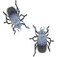 Blue Death Feigning Beetle (Group of 2) - Fun and Easy to Care for - Live Ironclad Beetle! - BDFB - Asbolus Verrucosus