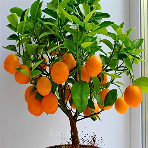 Cheap! Fruit seeds Orange Tree Seeds DWARF WASHINGTON NAVEL Grow Indoors or Outdoors 30pcs