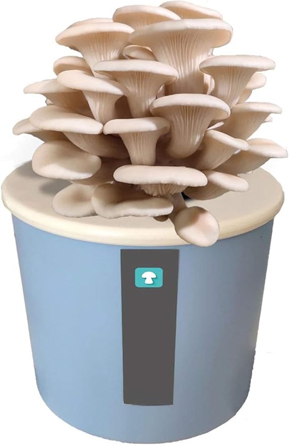 DSHUJC Kit de Cultivo de Hongos para Interiores, Kit de plantación de