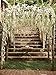 Duovlo 4.59 Feet Artificial Wisteria Bush Vine 10 Stems Silk Hanging Flower for Wedding Events Yard Decor,Pack of 2 (White)
