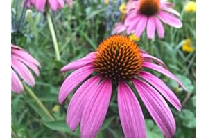 Purple Coneflower Echinacea – 200 Perennial Seeds | Native Pollinator Plant for Canadian Gardens Pollinator Gardens, Borders 