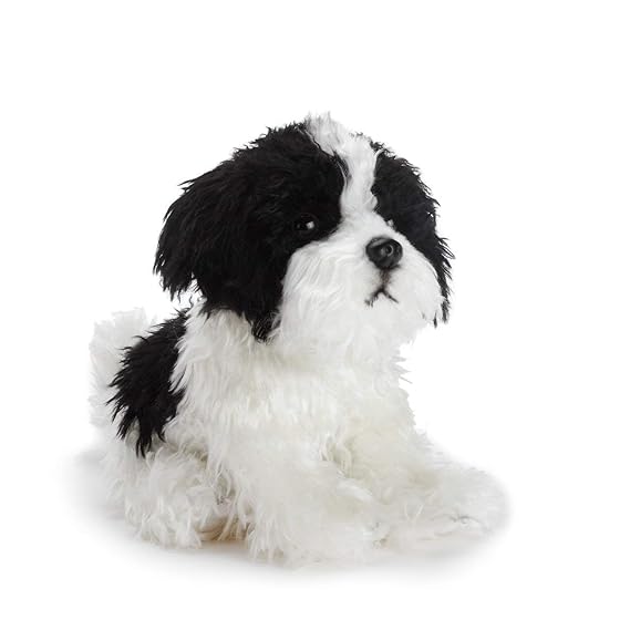 toy havanese dog