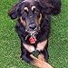 LuckyPet Durable Plastic Pet ID Tag - Outlasts Aluminum Tags for The Same Price - Custom Engraved - Medium Blue Bone